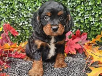 Teddy, a male Cavapoo for sale in Boyden, IA – 1 of 10