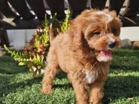Gage, a male Cavapoo for sale in Boyden, IA – 6 of 10