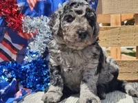 Kyros, a male Bernedoodle for sale in Boyden, IA – 8 of 10