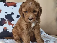 Joni, a female Miniature Goldendoodle for sale in Boyden, IA – 2 of 10