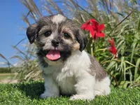 Ella, a female Shorkie for sale in Boyden, IA – 5 of 10