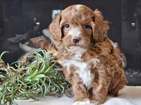 Kit, a male Cavapoo for sale in Boyden, IA – 9 of 10