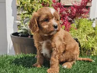 Gage, a male Cavapoo for sale in Boyden, IA – 3 of 10