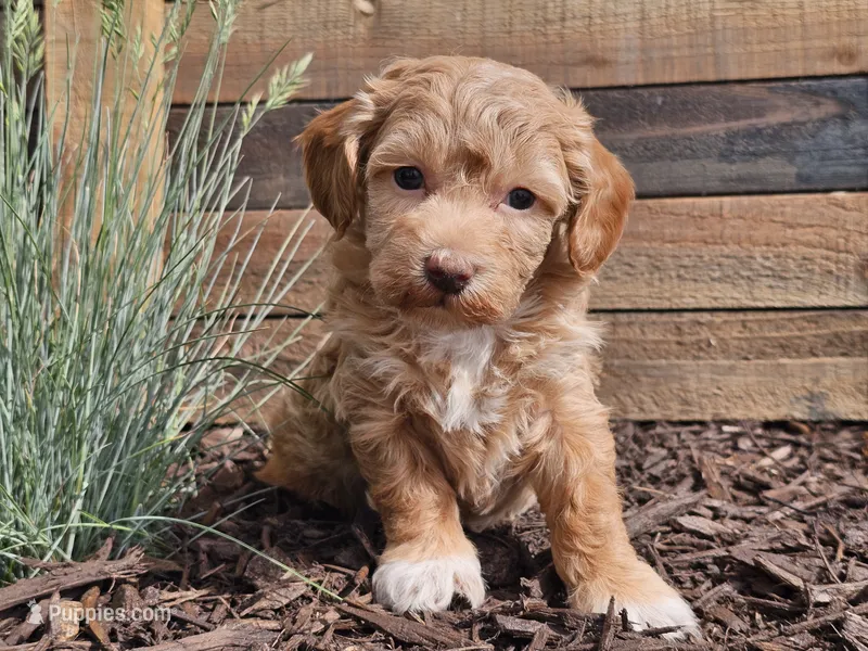 Rosa – Havapoo puppy for sale in Boyden, IA