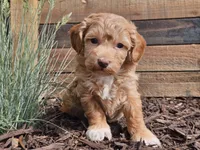 Rosa, a female Havapoo for sale in Boyden, IA – 1 of 10
