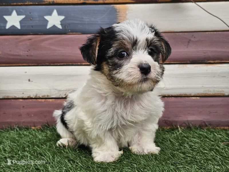 Kassia – Morkie puppy for sale in Boyden, IA