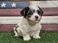 Kassia, a female Morkie for sale in Boyden, IA – 1 of 10