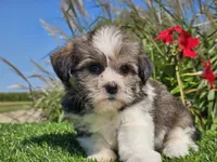 Emelia , a female Shorkie for sale in Boyden, IA – 2 of 10
