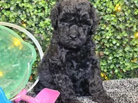 Franklin , a male Whoodle for sale in Boyden, IA – 8 of 10