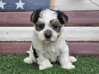 Kolja, a female Morkie for sale in Boyden, IA – 6 of 10