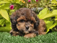Neo, a male Shihpoo for sale in Boyden, IA – 7 of 10