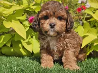 Noah, a male Shihpoo for sale in Boyden, IA – 4 of 10