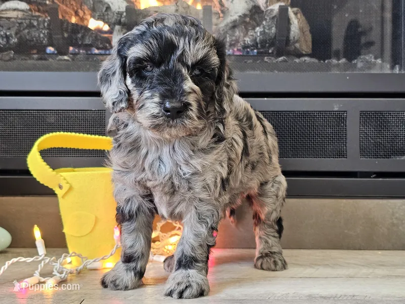 Duffy – Goldendoodle puppy for sale in Boyden, IA