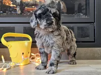 Duffy, a male Goldendoodle for sale in Boyden, IA – Photo 10 of 10