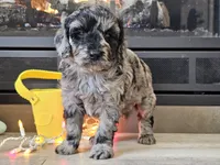 Duffy, a male Goldendoodle for sale in Boyden, IA – Photo 2 of 10