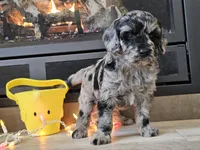 Duffy, a male Goldendoodle for sale in Boyden, IA – Photo 8 of 10