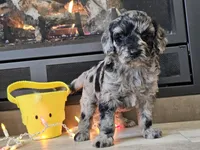 Duffy, a male Goldendoodle for sale in Boyden, IA – Photo 9 of 10