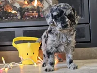 Duffy, a male Goldendoodle for sale in Boyden, IA – Photo 4 of 10