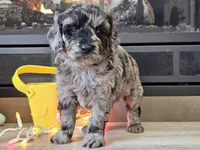 Duffy, a male Goldendoodle for sale in Boyden, IA – Photo 3 of 10