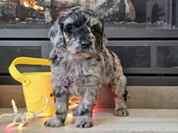 Duffy, a male Goldendoodle for sale in Boyden, IA – Photo 7 of 10
