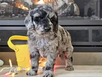 Duffy, a male Goldendoodle for sale in Boyden, IA – Photo 5 of 10