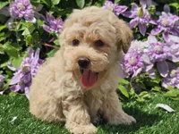Colt, a male Havapoo for sale in Boyden, IA – 7 of 10