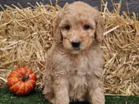 Shelby, a female Goldendoodle for sale in Boyden, IA – 4 of 10
