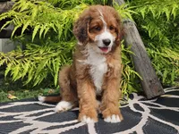 Sailor, a female Miniature Bernedoodle for sale in Boyden, IA – 2 of 9