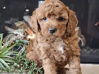 Kirby , a male Cavapoo for sale in Boyden, IA – 10 of 10