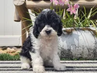 Turbo, a male Cavapoo for sale in Boyden, IA – 4 of 10
