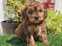 Gianna , a female Cavapoo for sale in Boyden, IA – 2 of 10