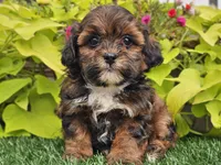 Nori, a female Shihpoo for sale in Boyden, IA – 7 of 10