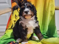 Seven, a male Miniature Bernedoodle for sale in Boyden, IA – 5 of 10