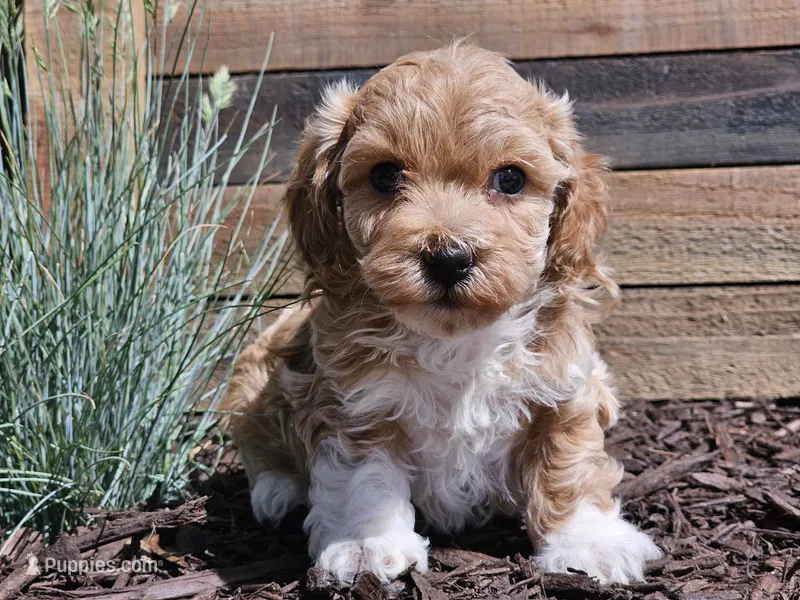 Raija – Havapoo puppy for sale in Boyden, IA