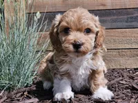 Raija, a female Havapoo for sale in Boyden, IA – 1 of 10