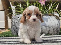 Taz, a male Cavapoo for sale in Boyden, IA – 2 of 10