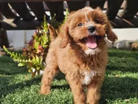 Gage, a male Cavapoo for sale in Boyden, IA – 10 of 10
