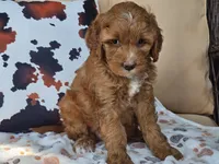 Joni, a female Miniature Goldendoodle for sale in Boyden, IA – 7 of 10