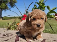 Isabella , a female Havapoo for sale in Boyden, IA – 8 of 10