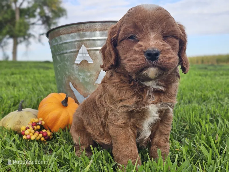 Oliver – Cavapoo puppy for sale in Boyden, IA
