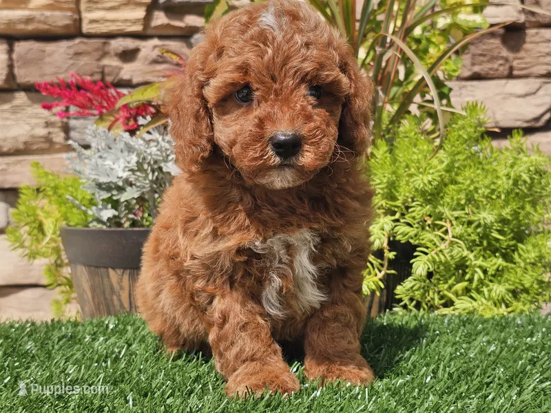 Darius – Poodle - Miniature  puppy for sale in Boyden, IA
