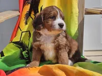 Sailor, a female Miniature Bernedoodle for sale in Boyden, IA – 2 of 10