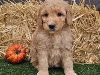 Shelby, a female Goldendoodle for sale in Boyden, IA – 7 of 10