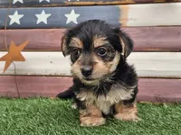 Krissy, a female Morkie for sale in Boyden, IA – 2 of 10