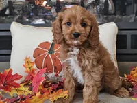 Ricky, a male Cavapoo for sale in Boyden, IA – 3 of 10