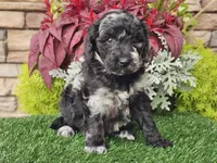 Whitley, a female Goldendoodle for sale in Boyden, IA – 10 of 10