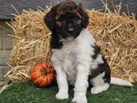 Sasha, a female Goldendoodle for sale in Boyden, IA – 3 of 10