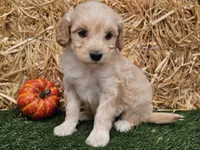 Sierra , a female Goldendoodle for sale in Boyden, IA – 4 of 10