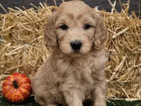 Slater, a male Goldendoodle for sale in Boyden, IA – 6 of 10