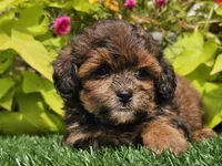 Neo, a male Shihpoo for sale in Boyden, IA – 8 of 10